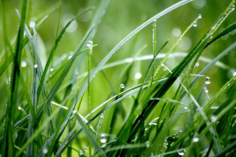 谷雨|春漸遠(yuǎn)，夏將至